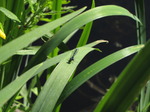 SX06333 Variable Bluet (Coenagrion pulchellum).jpg